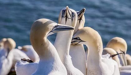 馬竞深耕實力，歐洲聯賽前景看好