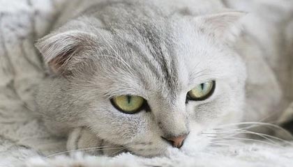 皇马凭莫德里奇绝杀逆转对手